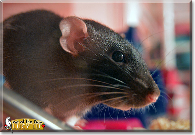 Lucy Lu, the Pet of the Day Lucy Lu, the Pet of the Day