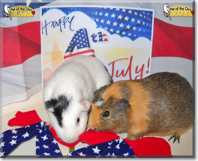 Roy, Ray, the Pet of the Day Roy, Ray, the Pet of the Day