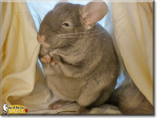 Sable, the Pet of the Day Sable, the Pet of the Day