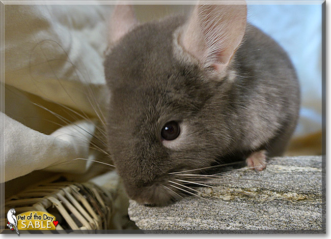 Sable, the Pet of the Day Sable, the Pet of the Day