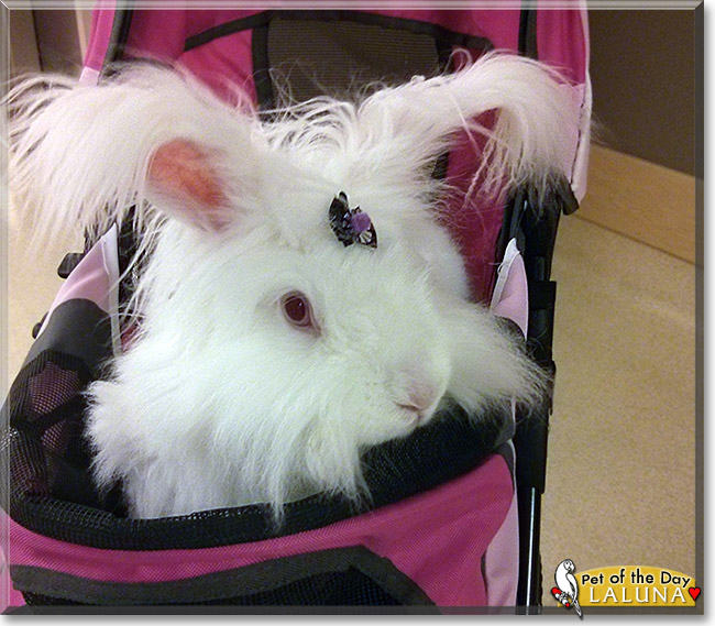LaLuna, the Pet of the Day LaLuna, the Pet of the Day