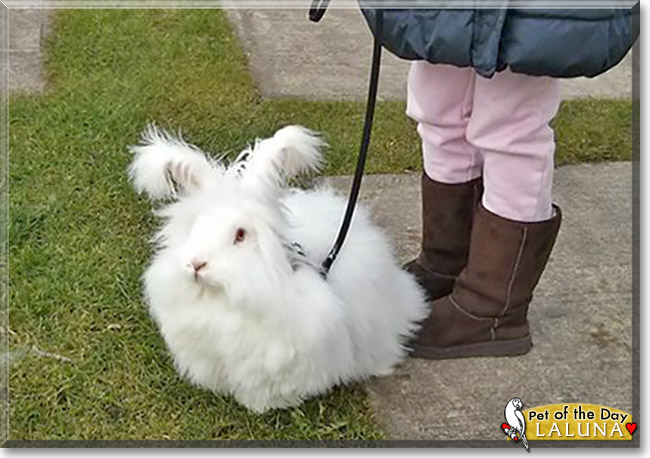 LaLuna, the Pet of the Day LaLuna, the Pet of the Day