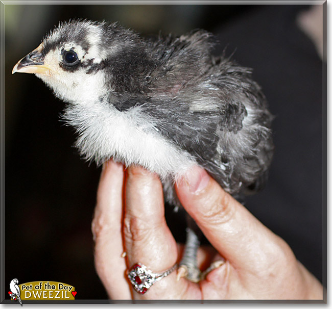 Dweezil, the Pet of the Day Dweezil, the Pet of the Day