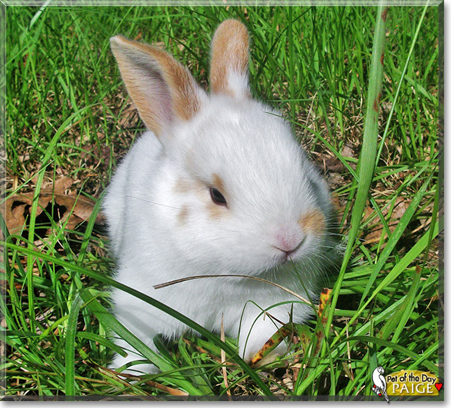 Paige, the Pet of the Day Paige, the Pet of the Day