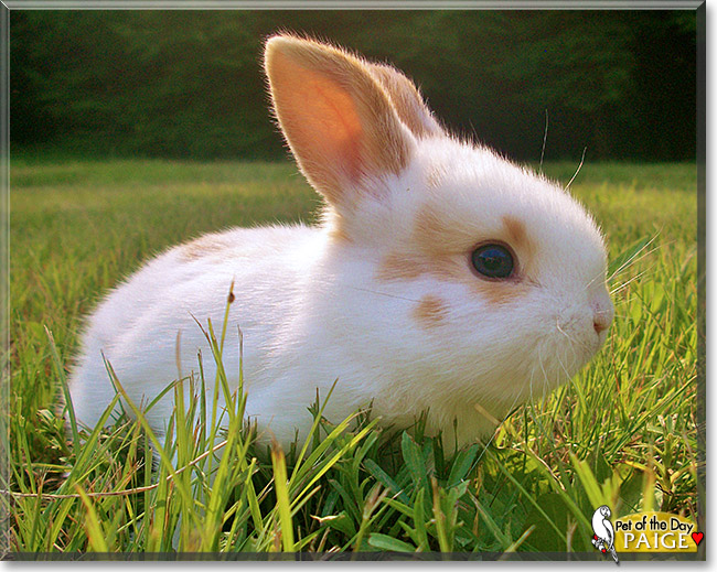 Paige, the Pet of the Day Paige, the Pet of the Day