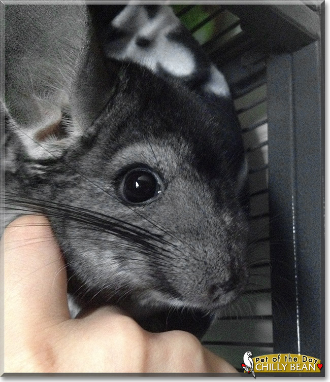 Chilly Bean, the Pet of the Day Chilly Bean, the Pet of the Day