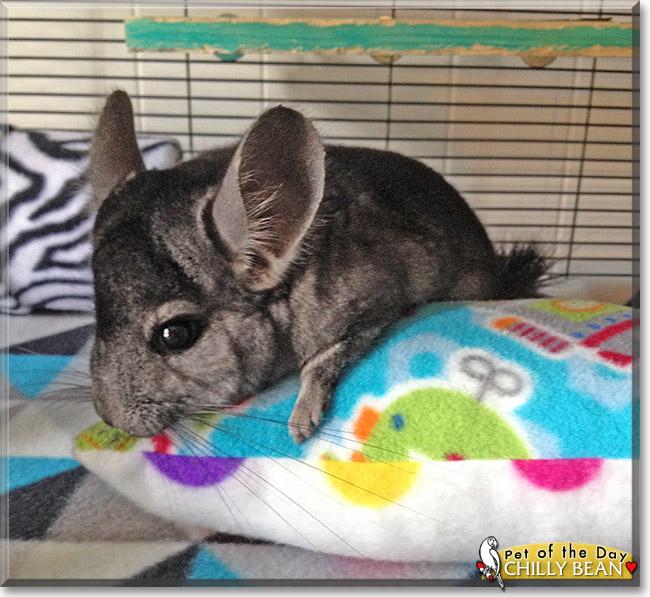 Chilly Bean, the Pet of the Day Chilly Bean, the Pet of the Day