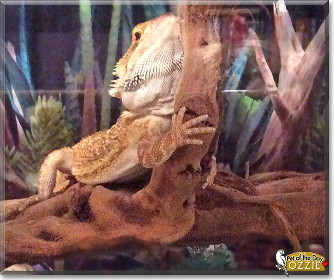 Ozzie, the Pet of the Day Ozzie, the Pet of the Day