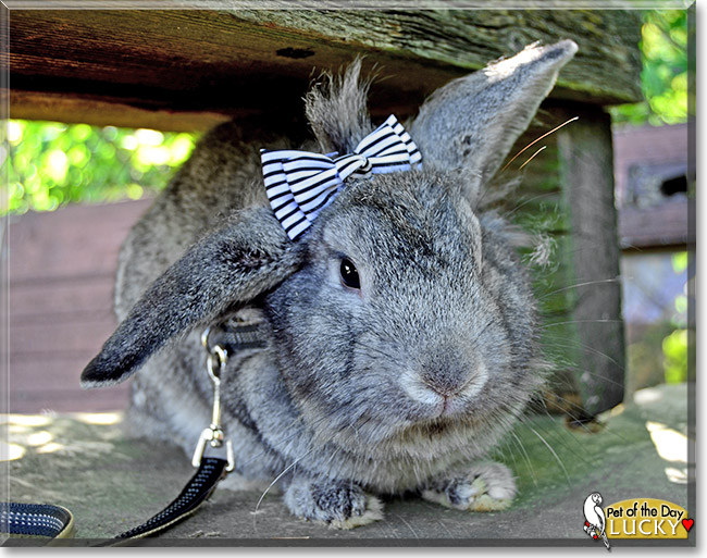 Lucky, the Pet of the Day Lucky, the Pet of the Day