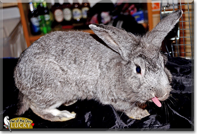 Lucky, the Pet of the Day Lucky, the Pet of the Day