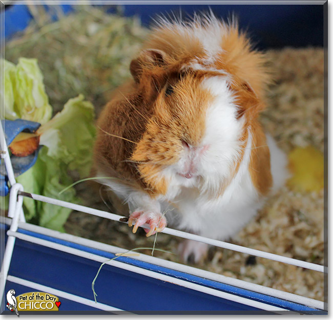 Chicco, the Pet of the Day Chicco, the Pet of the Day