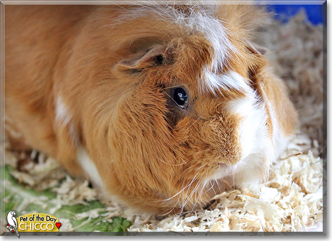 Chicco, the Pet of the Day Chicco, the Pet of the Day