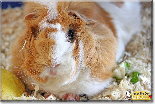 Chicco, the Pet of the Day Chicco, the Pet of the Day