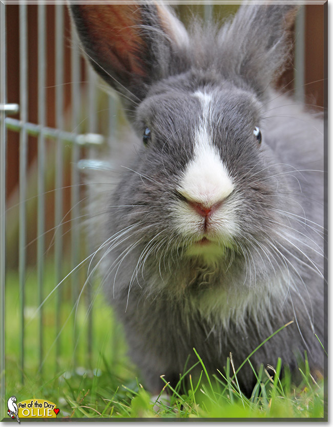 Ollie, the Pet of the Day Ollie, the Pet of the Day
