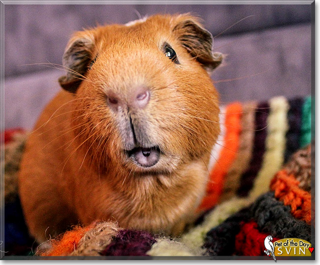 Svin, the Pet of the Day Svin, the Pet of the Day