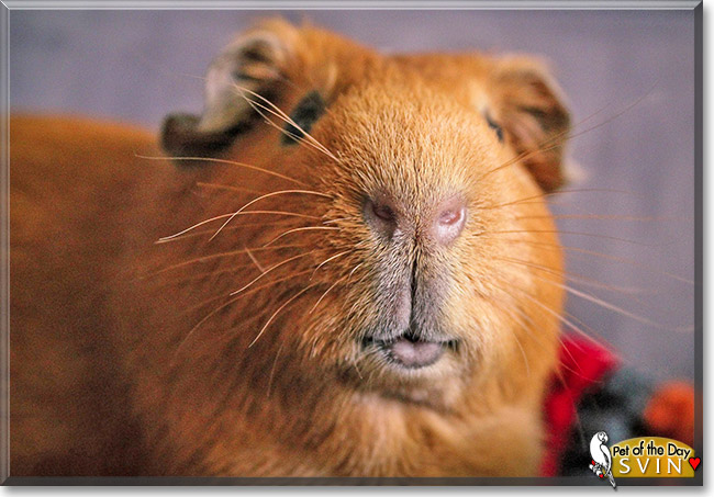 Svin, the Pet of the Day Svin, the Pet of the Day