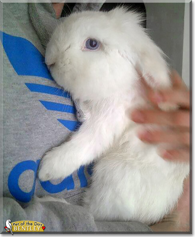 Bentley, the Pet of the Day Bentley, the Pet of the Day