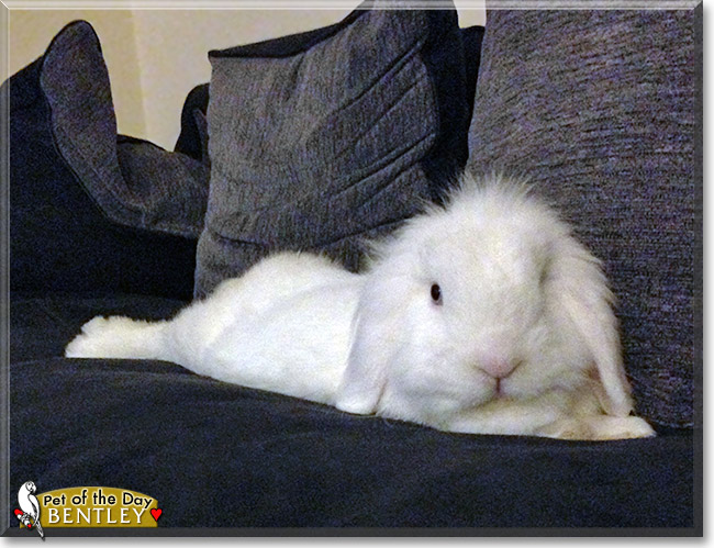 Bentley, the Pet of the Day Bentley, the Pet of the Day