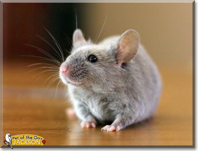 Jackson, the Pet of the Day Jackson, the Pet of the Day