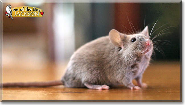 Jackson, the Pet of the Day Jackson, the Pet of the Day