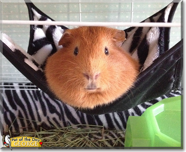 George, the Pet of the Day George, the Pet of the Day