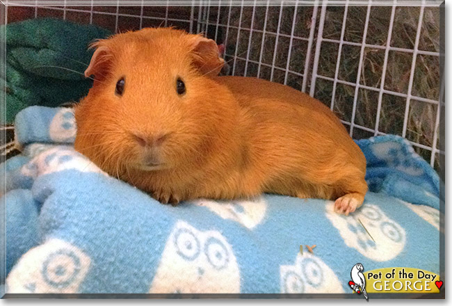 George, the Pet of the Day George, the Pet of the Day