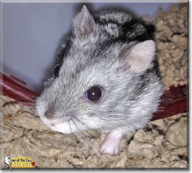 Silver, the Pet of the Day Silver, the Pet of the Day