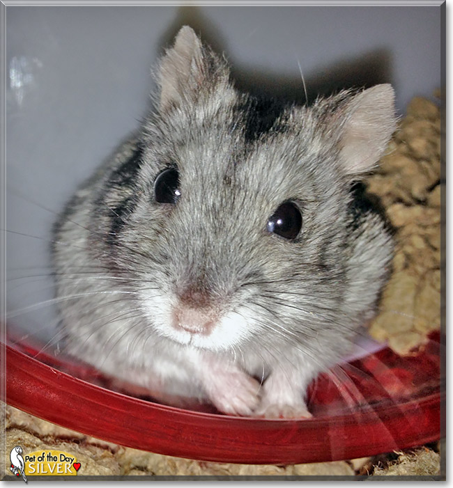 Silver, the Pet of the Day Silver, the Pet of the Day