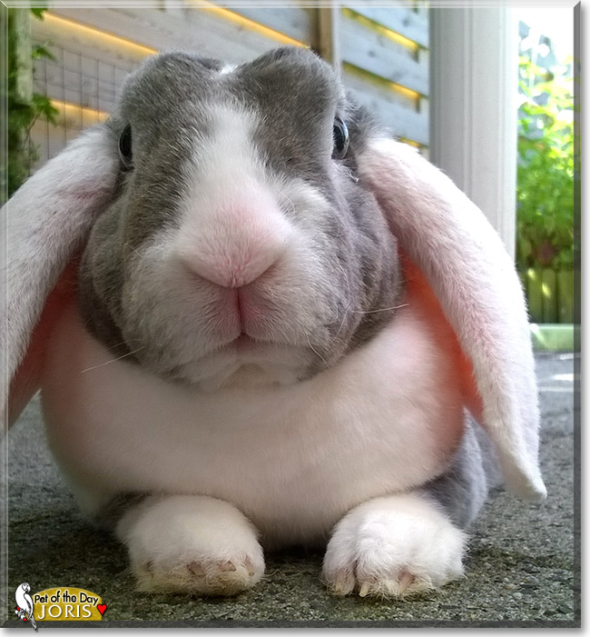 Joris, the Pet of the Day Joris, the Pet of the Day
