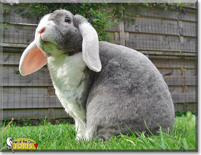 Joris, the Pet of the Day Joris, the Pet of the Day