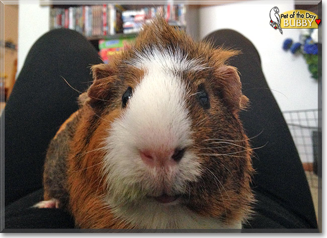 Bubby, the Pet of the Day Bubby, the Pet of the Day