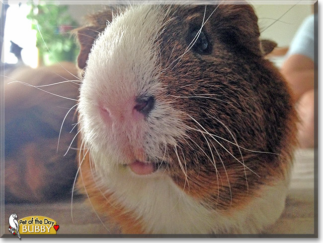 Bubby, the Pet of the Day Bubby, the Pet of the Day