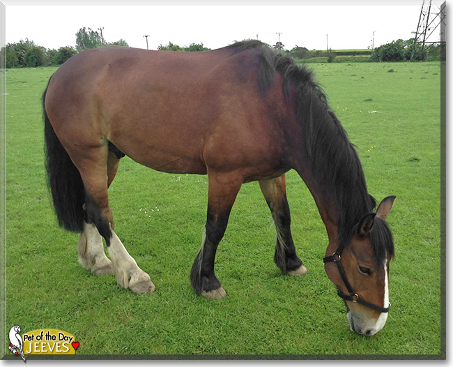 Jeeves, the Pet of the Day Jeeves, the Pet of the Day