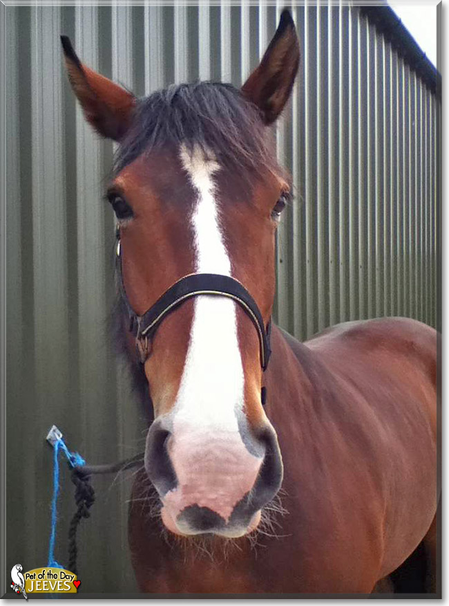 Jeeves, the Pet of the Day Jeeves, the Pet of the Day