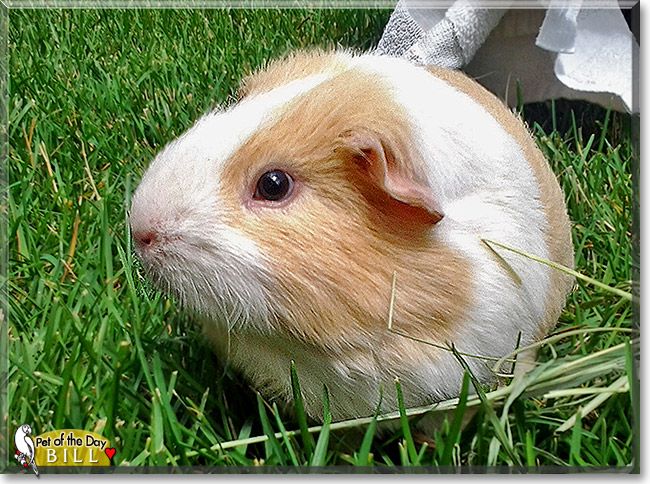 Bill, the Pet of the Day Bill, the Pet of the Day
