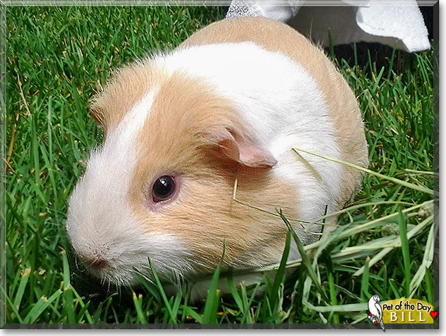 Bill, the Pet of the Day Bill, the Pet of the Day