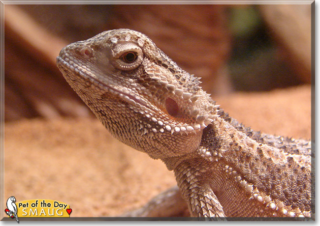 Smaug, the Pet of the Day Smaug, the Pet of the Day