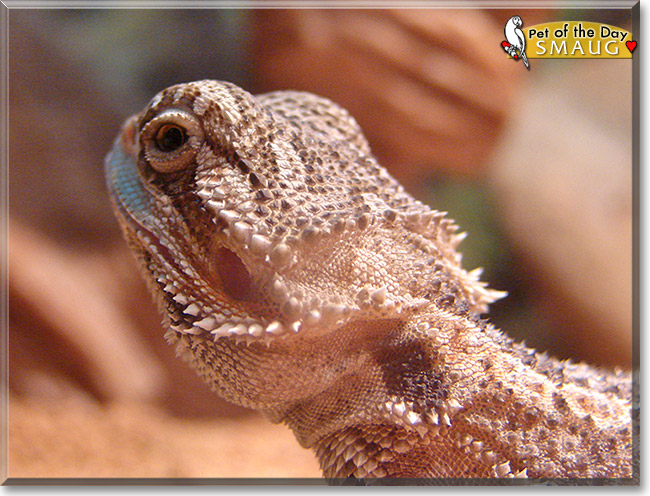 Smaug, the Pet of the Day Smaug, the Pet of the Day