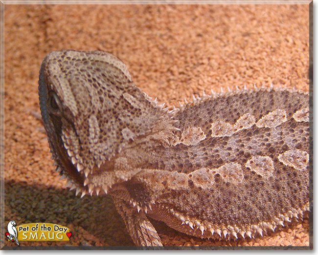 Smaug, the Pet of the Day Smaug, the Pet of the Day