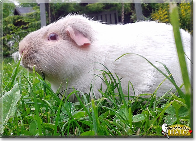 Halo, the Pet of the Day Halo, the Pet of the Day