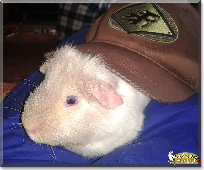 Halo, the Pet of the Day Halo, the Pet of the Day