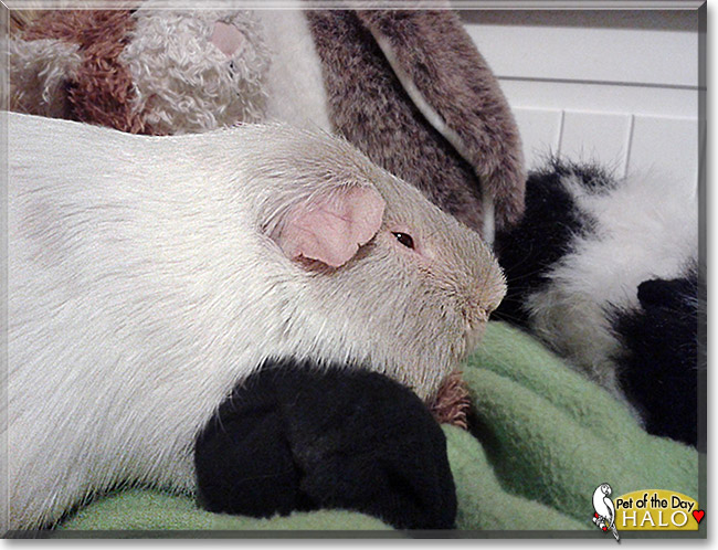 Halo, the Pet of the Day Halo, the Pet of the Day