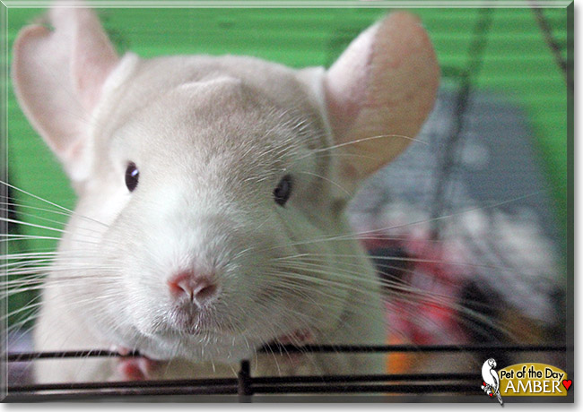 Amber, the Pet of the Day Amber, the Pet of the Day