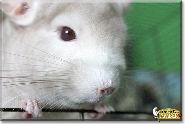 Amber, the Pet of the Day Amber, the Pet of the Day