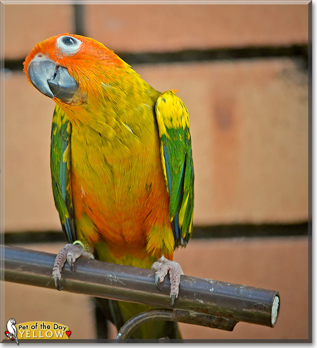 Yellow, the Pet of the Day Yellow, the Pet of the Day