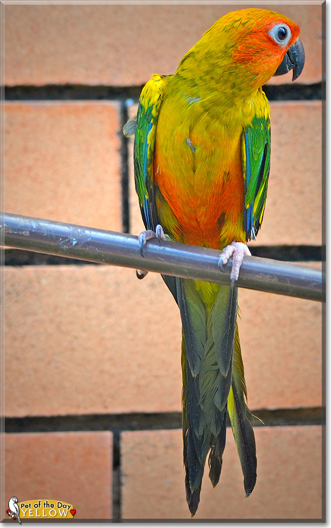 Yellow, the Pet of the Day Yellow, the Pet of the Day