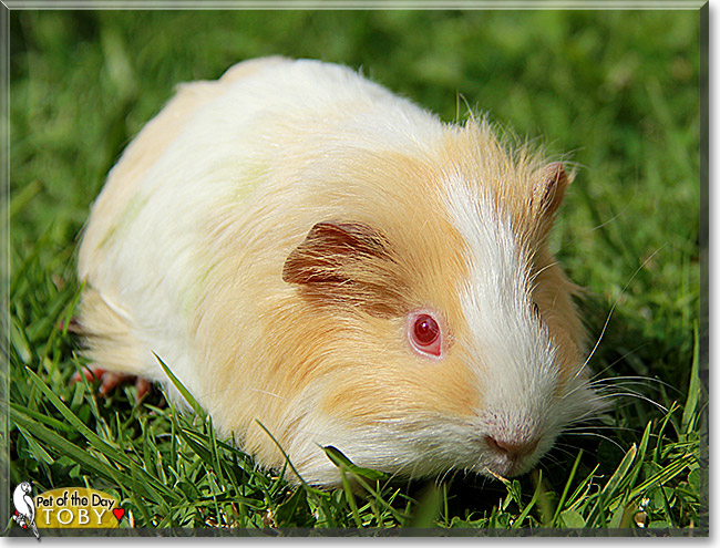 Toby, the Pet of the Day Toby, the Pet of the Day
