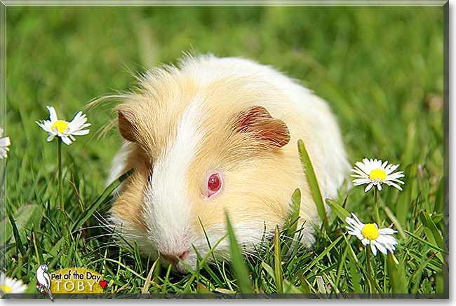 Toby, the Pet of the Day Toby, the Pet of the Day