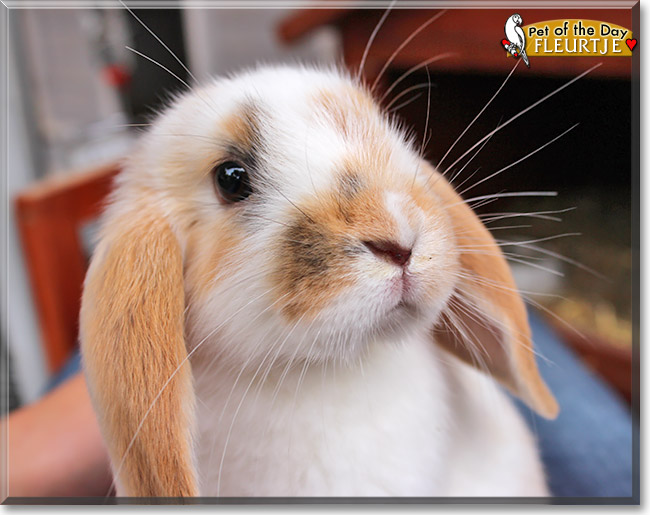 Fleurtje, the Pet of the Day Fleurtje, the Pet of the Day