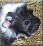 Freja the Guinea Pig